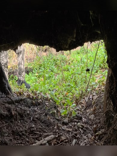 37K views · 611 reactions | Crafting a secret shelter beneath massive tree roots, creating a warm and cozy dugout. ️蝹#wildlife #adventure #camping #diy #nature #asmr #bushcraft #survival #fblifestyle | Toy Kar | Facebook