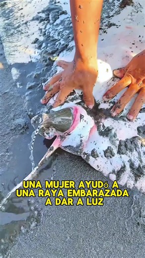 A woman helped a pregnant stingray successfully give birth.#animals #Foryou #Friendship #Us#Stingray