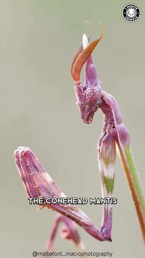142K views · 4.5K reactions | Conehead Mantis  The Alien-Like Mantis! | 1 Minute Animals Prepare to be amazed! This mantis is unlike any other. Its bizarre, cone-shaped head will leave you speechless. Discover the incredible adaptations of this alien-like creature and learn why it's one of the most fascinating insects on Earth. #ConeheadMantis #Mantis #PrayingMantis #Insects #Insect | 1 Minute Animals | Facebook