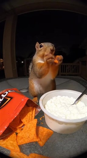 Caught Red-Handed! Squirrel raids the Doritos and Dip! #squirrel #funnysquirrel #doritos #dip #scream #jumpscare #funnyanimals #midnightsnack | PetNova AI