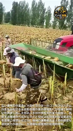 機械と人間の完璧な連携！1.13倍速で見る大規模コンベアベルト収穫作業の圧倒的な現場 #農業機械 #収穫作業 #トラクター #半自動収穫 #スマート農業 #農家 #秋の収穫