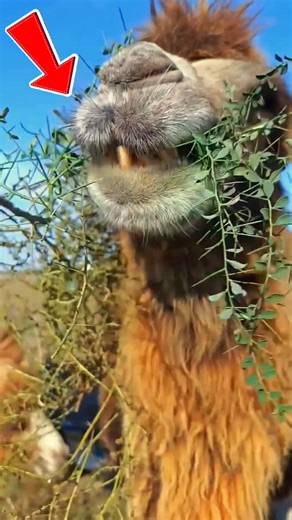 Camello come plantas espinosas sin problema En esta escena sorprendente, un camello se alimenta de una planta cubierta de espinas sin mostrar molestia 🐫🌵. Esto es posible gracias a su lengua rugosa, encías reforzadas y una técnica precisa que le permite manipular los pinchos con cuidado. En entornos áridos donde la comida escasea, estas adaptaciones le permiten alimentarse de casi cualquier tipo de vegetación, incluso la que parecería imposible de digerir. ¡Una verdadera maravilla evolutiva! #