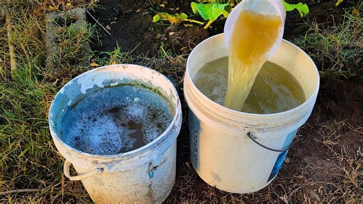 Boost your garden growth with this potato fertilizer