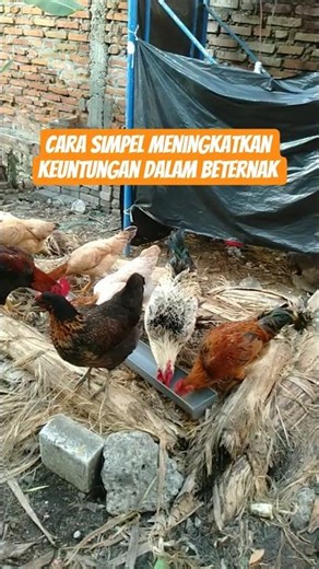 CARA SIMPEL MENINGKATKAN KEUNTUNGAN DALAM BETERNAK #ternakayam