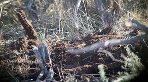 2.4K views · 38 reactions | Yellowstone National Park’s The American...