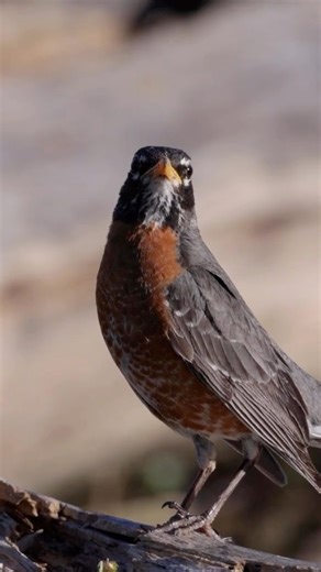 As 2025 comes to a close, thank you for being part of our adventures and successes this year! From rallying to protect raptors from rodenticides, marching in the pride parade, cutting the ribbon to new and improved All Persons Trails, pushing to secure funding for nature, soaking up the scenery at our 60 wildlife sanctuaries across the state, and of course marveling at the flora and fauna of Massachusetts, this successful year wouldn’t have been possible without you. See you in 2026! | Mass Audu