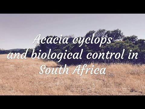 Acacia cyclops (rooikrans) in South Africa [Alien Invasive Plants]