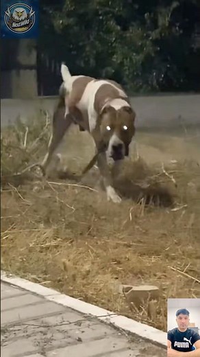 Beast Dog in Action – The Most Fearless Guardian You’ve Ever Seen!