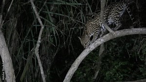 Ocelot (Leopardus pardalis) at night walking in forest, Pantanal wetlands, Brazil.
