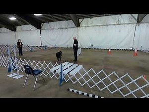 Lark: AKC Open Obedience. Broad jump exercise (extra special version)