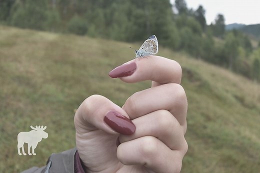 Karner Blue Butterfly: Key Facts — Forest Wildlife
