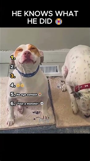 Guilty Dog Moments That Went Too Far 😭🐶 #shorts #funnydogs #dogvideos