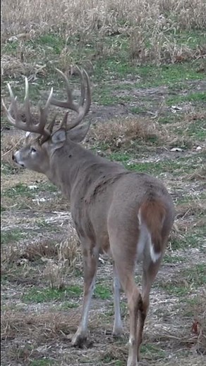 Huge Iowa Buck Snort Wheezing, Episode Coming Soon #shorts #hunting #nature
