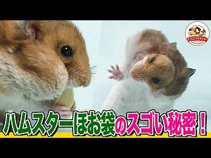 [Hamster Encyclopedia] The surprising secret of cheek pouches! In an emergency, they become ___ p...