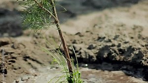 Planting young tree / Planting young tree by kid hand on back soil as care and save wold concept