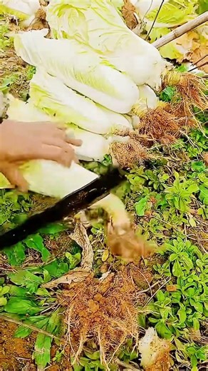 white mustard root cutting technique for harvesting #shorts