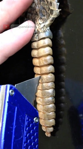 THE SECRET OF THE RATTLE SNAKE'S TAIL SOUND