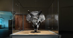 68-million-year-old triceratops skull unveiled in Drumheller