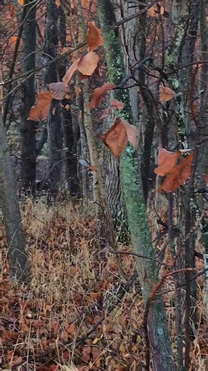 South GA 🎯😘 #deerhunting #whitetaildeer #bowhunting #hunting