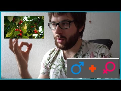 Cherry tree pollination = COOL? Find out :O #cherrytreefacts