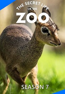 The Secret Life of the Zoo Season 7 - episodes streaming online
