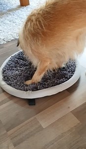 Watch Great way to engage your dog's mind! on Amazon Live