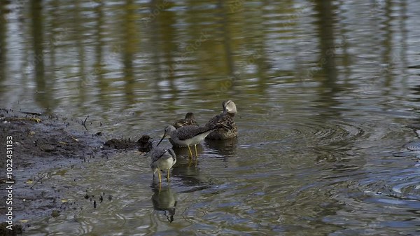 Lesser Yellowlegs Feeding by the Shore in Elk Island National Park, Edmonton