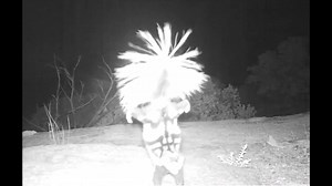 8.3K views · 201 reactions | 10's across the board for this skunk doing a handstand! | WGN Morning News | Facebook