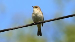 6.3K views · 1.4K reactions | Common chiffchaff singing (Phylloscopus collybita) Europe, Asia, Africa. | BIRDS & Nature | Facebook