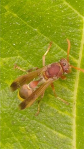 Red Paper Wasp#shorts #nature #insects #wildlife #wild animals#youtube shorts