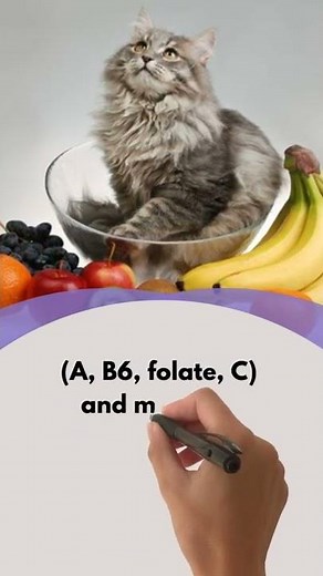 Can Cats Eat Apples?Pineapple? | lahalibo | لهاليبو