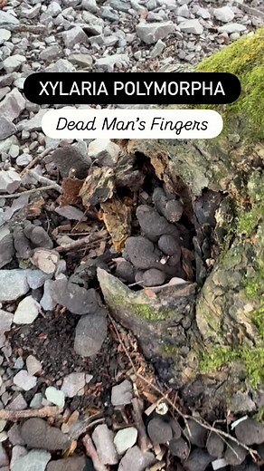 Spooky dead man’s fingers! #xylariapolymorpha #deadmansfingers #mycology #mushroomidentification #mushroomhunting #fungi #mushrooms #fungaldiversity | FUNGIWOMAN