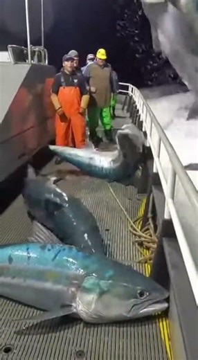 “JACKPOT!” — Giant Fish Crash the Deck!
