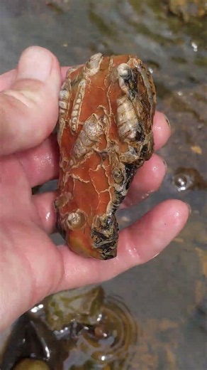 Calcite crystalized gastropods fossils in septarian nodule