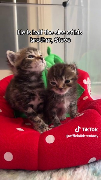 Turtle is here, and he really needs our help. 😔 Donate here: donate.orphankittenclub.org/turtle Learn about pectus excavatum surgery here: kittenlady.org/pectus