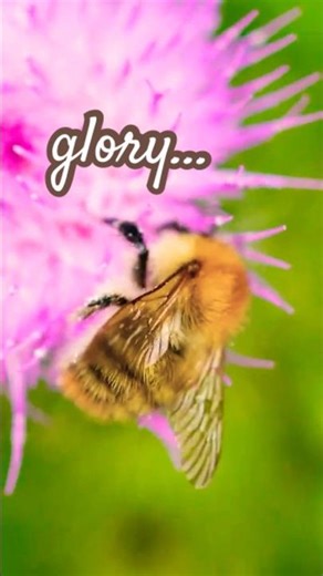 Proverbs 25:27 It is not good to eat much honey: so for men to search their own glory is not Glory