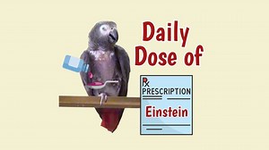57K views · 2K reactions | Get ready to be entertained and uplifted by Einstein, the charming and talkative parrot! In this delightful video, Einstein showcases his impressive vocabulary that are sure to bring a smile to your face. From imitating animal sounds to singing tunes and sharing affectionate gestures, Einstein's cheerful personality shines through. Join him on a whimsical journey filled with laughter, kisses, and plenty of surprises! | Einstein the Talking Texan Parrot | Facebook