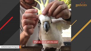 31K views · 1.1K reactions | Cockatoo says sweetest hello to mom We interviewed instagram.com/cockatoocasper for this video produced exclusively by GeoBeats. | GeoBeats Animals | Facebook