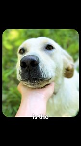 531K views · 437 reactions | AirTags rely on nearby iPhones, which...