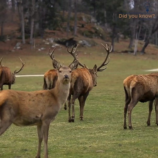 8.4K views · 206 reactions | Learn more about ten native animals to the Emerald Isle. There are many more… Read about nine Irish dog breeds at the link in the comments! ⬇️ | The Animal Rescue Site by GreaterGood | Facebook