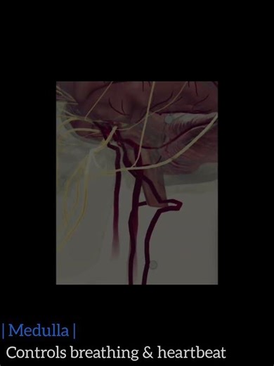 👉 Brain 3D Structure Explained 🧠✨ | Learn Fast #shorts