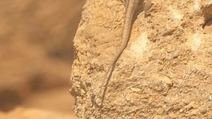 Tilt Revealing Lizard Performing Push Ups Stock Footage Video (100% Royalty-free) 3992333225 | Shutterstock