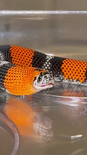 Snake Eating Burger: What the Snakes Order at Burger King