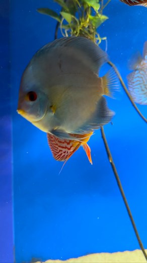 ✨ Monday blues? Not when your tank is full of Discus colors. Just sit back, relax, and let the calm flow through like the bubbles in your aquarium. 💧🐠 #discusfish #discuslover #aquariumlife #aquascape #fishkeeping #aquariumhobby #freshwateraquarium #aquariumsofinstagram #discusaddict #tropicalfish #aquariumvibes #mondaymood #fishphotography #aquaticlife #fishlovers | Discus_adict