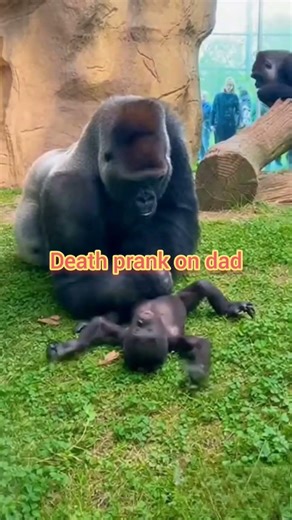 baby koko death prank on dad ..wait for the reaction..#gorillalife #monkey
