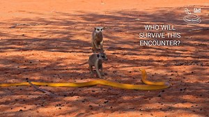 7.8K views · 243 reactions | Cape cobra (Naja nivea) is one of the most venomous cobra species. It has many color morphs, but one of the most bright is the yellow cobra from the Kalahari desert. This snake lives in open habitat and often meets other animals, such as meerkats. Watch until the end to see the encounter of the cobra and meerkat group. | Snakes | Facebook