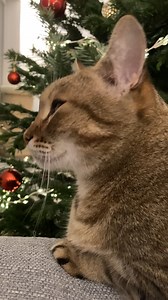 Cuddle time! 🎄 | Samy & Mury