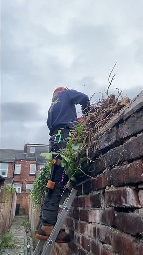Ivy removal from walls in L18