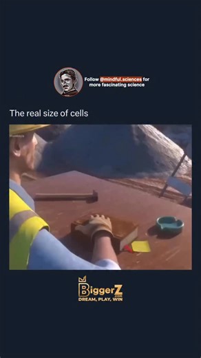 Mindful Science on Instagram: "Cells are the fundamental building blocks of all living organisms, performing essential functions such as energy production, nutrient processing, and reproduction! Despite their complexity, most cells are incredibly small and can only be seen under a microscope. Animal cells typically range from 10 to 30 micrometers in size, while plant cells are generally larger, reaching up to 100 micrometers due to their rigid structures. Bacterial cells are much smaller, often 