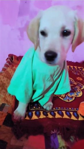 🐕🐶🐕🐶 #simmba #simba #dog #dogbreed #shorts